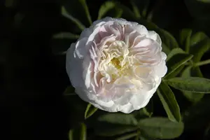 Rosa (H) 'Maiden's Blush'