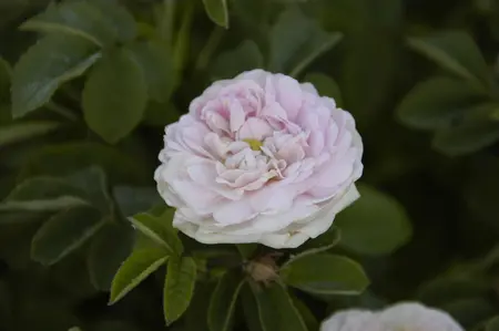 Rosa (H) 'Maiden's Blush' - 4 Ltr pot - image 2