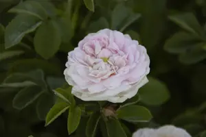 Rosa (H) 'Maiden's Blush' - 4 Ltr pot - image 2