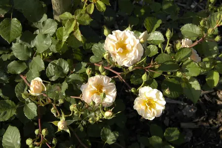 Rosa (H) 'Penelope' - 4 Ltr pot - image 1