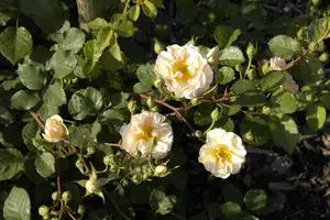 Rosa (H) 'Penelope'