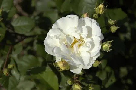 Rosa (H) 'Penelope' - 4 Ltr pot - image 2
