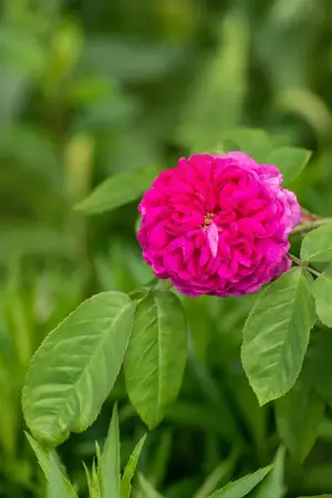 Rosa (H) 'Rose de Rescht' - 4 Ltr pot - image 3