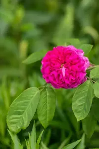Rosa (H) 'Rose de Rescht' - 60 CM STEM 10L - image 3