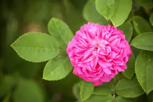 Rosa (H) 'Rose de Rescht' - 60 CM STEM 10L - image 3