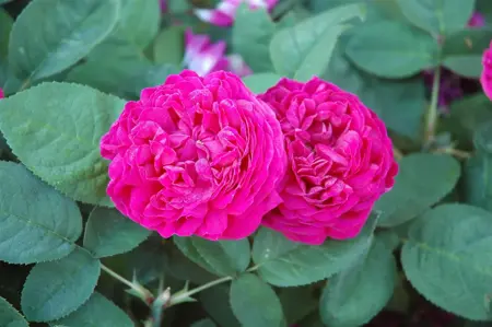 Rosa (H) 'Rose de Rescht' - 60 CM STEM 10L - image 2