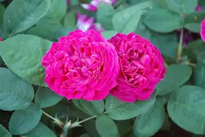 Rosa (H) 'Rose de Rescht' - 60 CM STEM 10L - image 2