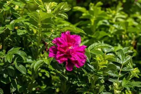 Rosa (H) 'Roseraie de L'Hay' - 4 Ltr pot - image 1