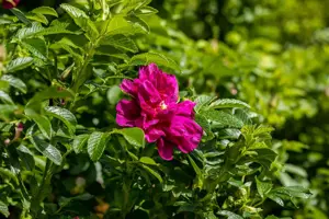 Rosa (H) 'Roseraie de L'Hay' - 4 Ltr pot - image 2