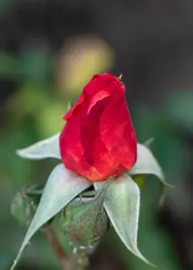 Rosa (H) Scepter d' Isle
