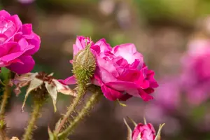 Rosa (H) 'William Lobb'