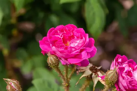 Rosa (H) 'William Lobb' - 4 Ltr pot - image 2