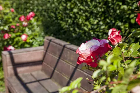 Rosa 'Hedge-On? White' - INSTANT HEDGE 100H X 55 W CM - image 5