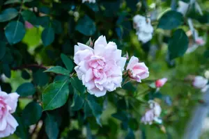 Rosa (K) 'Albertine'