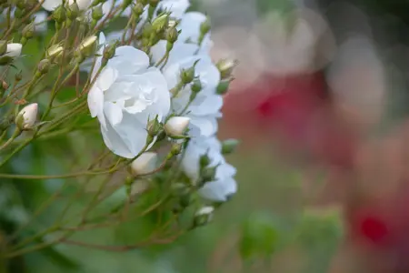 Rosa (K) 'Bobbie James' - C4 - 3 canes - image 3