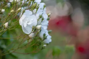 Rosa (K) 'Bobbie James' - C4 - 3 canes - image 3