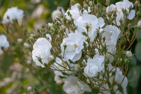 Rosa (K) 'Bobbie James' - 200-250 CM C20 - image 2