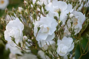 Rosa (K) 'Bobbie James'