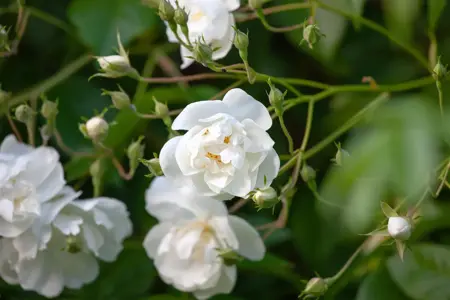 Rosa (K) 'Bobbie James' - 4 Ltr pot - image 4