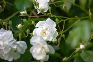 Rosa (K) 'Bobbie James' - 4 Ltr pot - image 4
