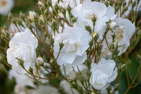 Rosa (K) 'Bobbie James' - 200-250 CM C20 - image 1