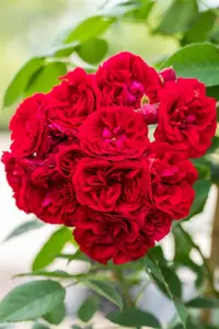 Rosa (K) 'Chevy Chase' - 4 Ltr pot - image 2