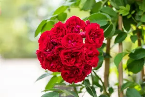 Rosa (K) 'Chevy Chase' - 4 Ltr pot - image 2