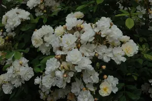 Rosa (K) 'Christine H?l?ne'