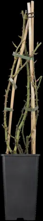Rosa (K) 'Climbing Snow Princess' - 100-125 CM C5 CANED