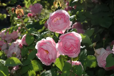 Rosa (K) 'Constance Spry' - 4 Ltr pot - image 1