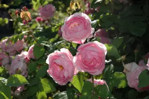 Rosa (K) 'Constance Spry'