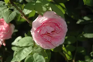 Rosa (K) 'Constance Spry' - 4 Ltr pot - image 2