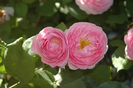 Rosa (K) 'Constance Spry' - 4 Ltr pot - image 3