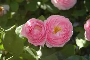 Rosa (K) 'Constance Spry' - 4 Ltr pot - image 3