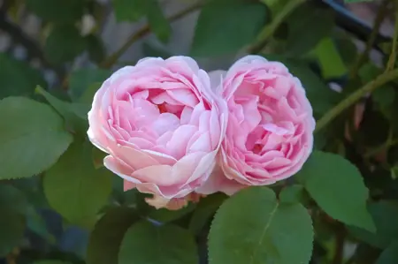 Rosa (K) 'Constance Spry' - 4 Ltr pot - image 4