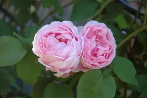 Rosa (K) 'Constance Spry' - 4 Ltr pot - image 4