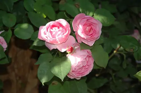 Rosa (K) 'Constance Spry' - 4 Ltr pot - image 5
