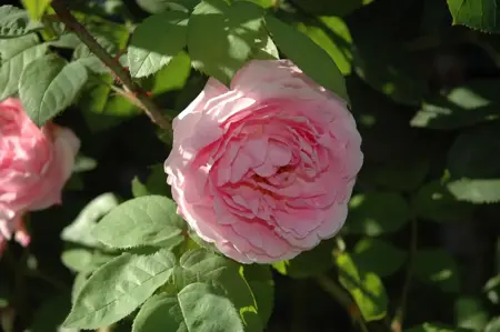 Rosa (K) 'Constance Spry' - 80-100 CM C4 - image 2