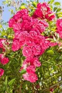 Rosa (K) 'Excelsa'