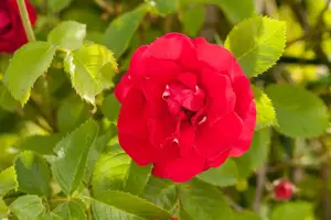 Rosa (K) 'Flammentanz'