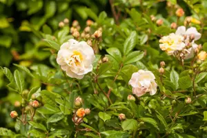 Rosa (K) 'Ghislaine de F?ligonde'