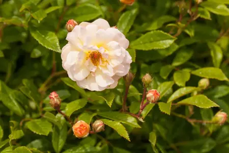 Rosa (K) 'Ghislaine de F?ligonde' - C4 - 3 canes - image 2