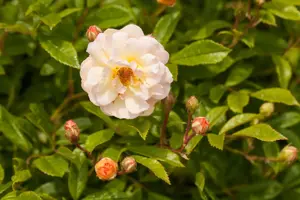 Rosa (K) 'Ghislaine de F?ligonde' - C4 - 3 canes - image 2