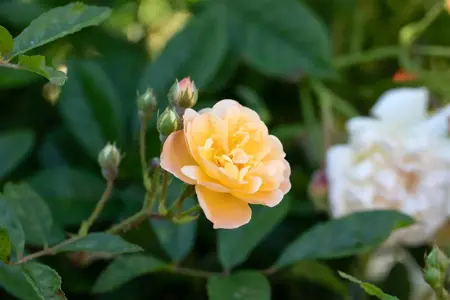 Rosa (K) 'Ghislaine de F?ligonde' - C4 - 3 canes - image 4