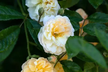 Rosa (K) 'Ghislaine de F?ligonde' - C4 - 3 canes - image 5