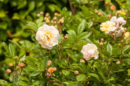 Rosa (K) 'Ghislaine de F?ligonde' - 80-100 CM C4 - image 1