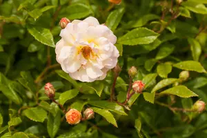 Rosa (K) 'Ghislaine de F?ligonde' - 80-100 CM C4 - image 2