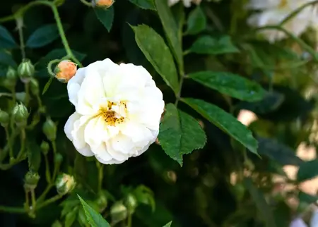 Rosa (K) 'Ghislaine de F?ligonde' - C4 - 3 canes - image 3