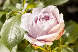 Rosa (K) 'Indigoletta'