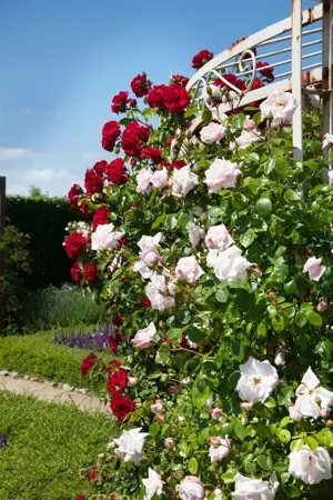 Rosa (K) 'Kew Rambler' - 4 Ltr pot - image 3